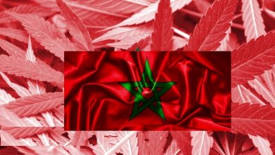 المخزن يقف وراء تجارة الكيف في المغرب