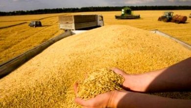 الجزائر تسعى لتقليص الكميات المستورد من الحبوب